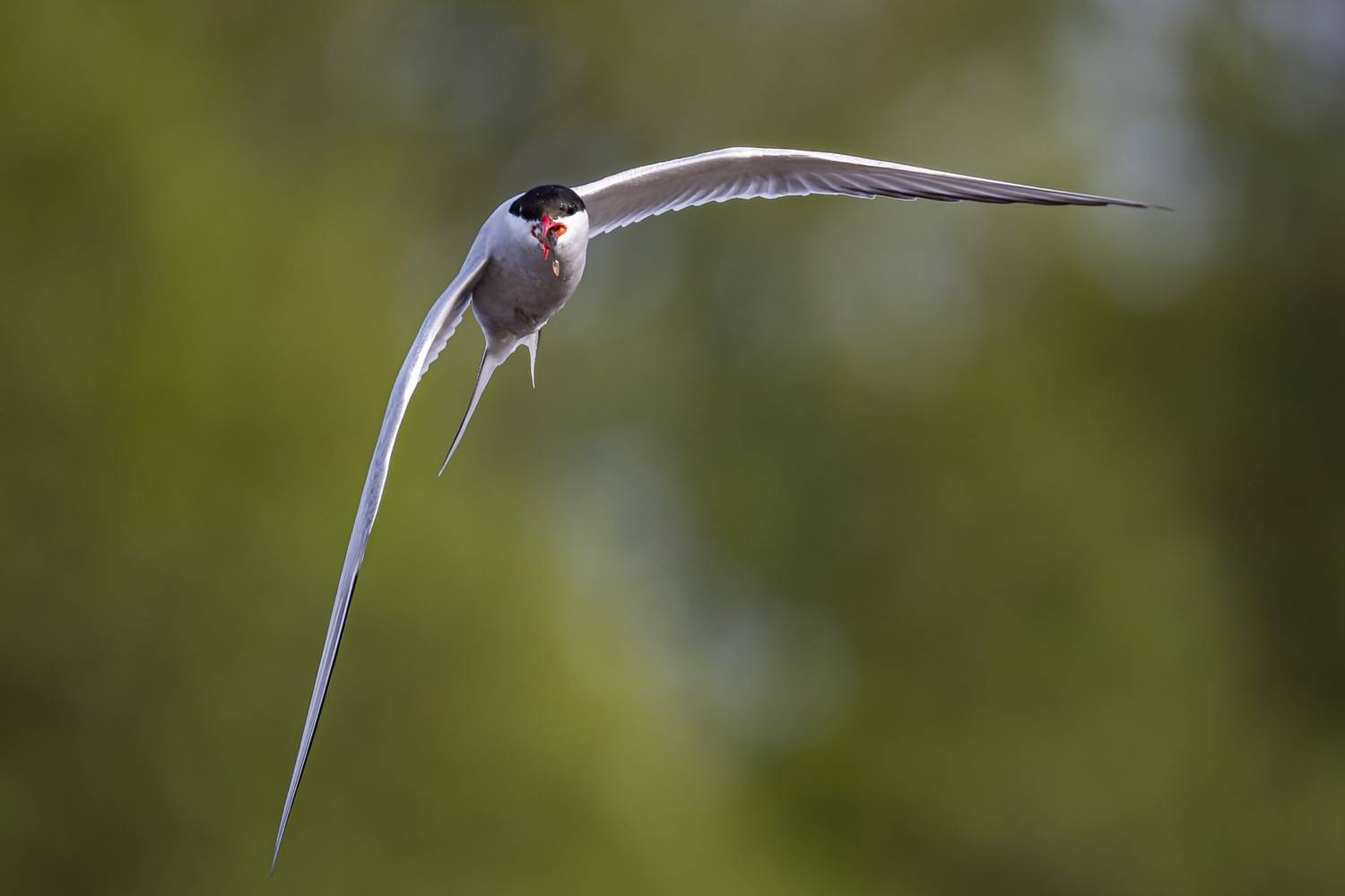 речная крачка, крачка, чайка, птицы, Ruslan Pl