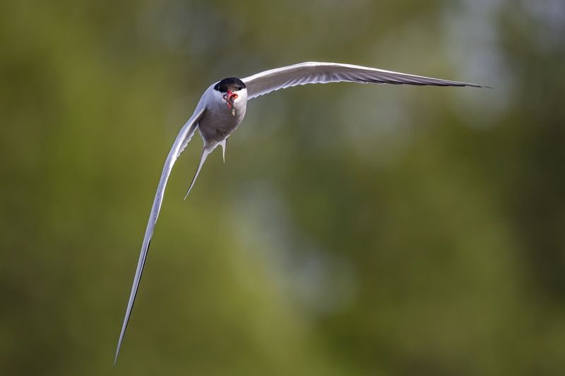 речная крачка, крачка, чайка, птицы Сватовство речной крачки фото превью