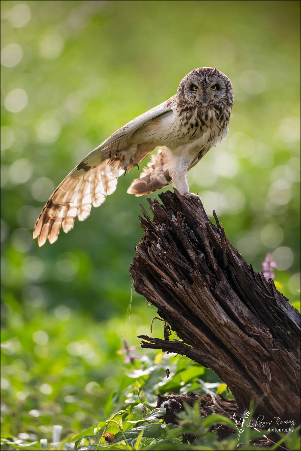 , Лобанов Роман