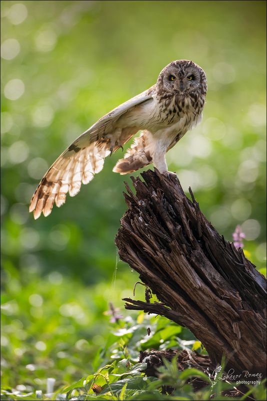 * * * фото превью