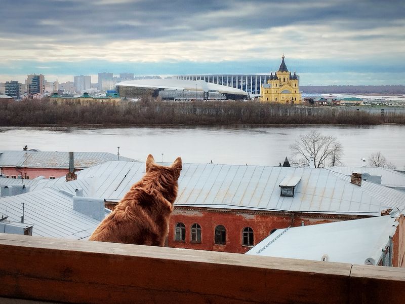 Казус рыжей собаки (Созерцание) фото превью