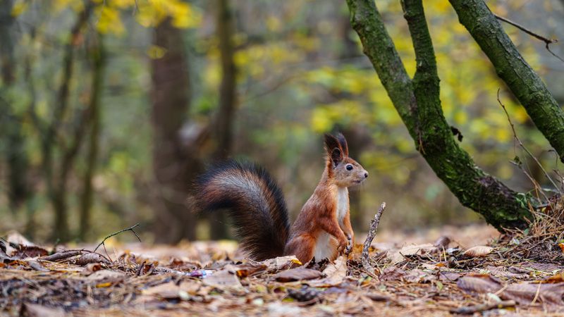 Белка фото превью