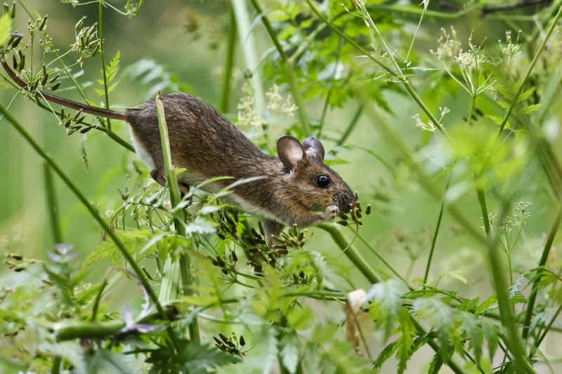 мышь, мышка, купырь Любитель лесного купыря фото превью