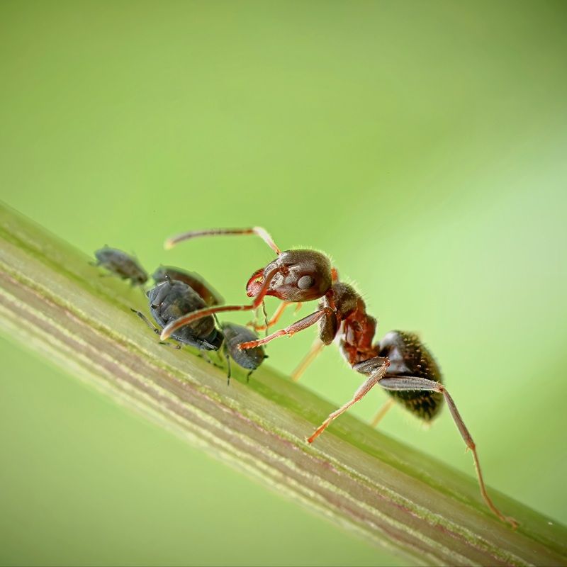 Одинокий пастух! фото превью