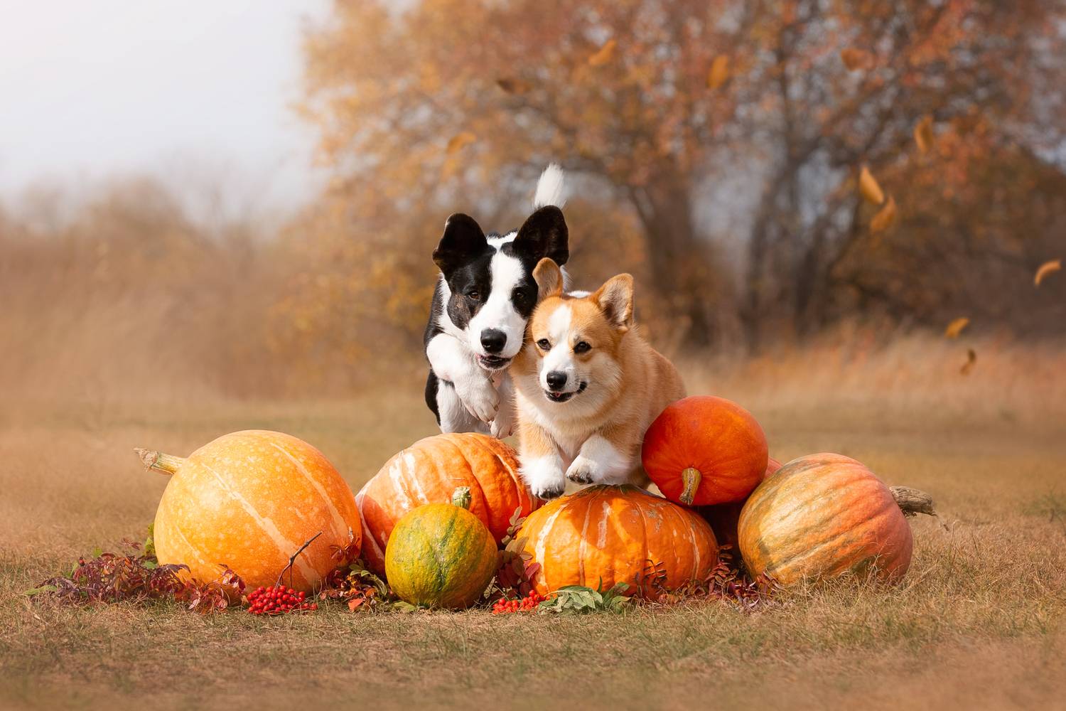 , Наталья Степанова