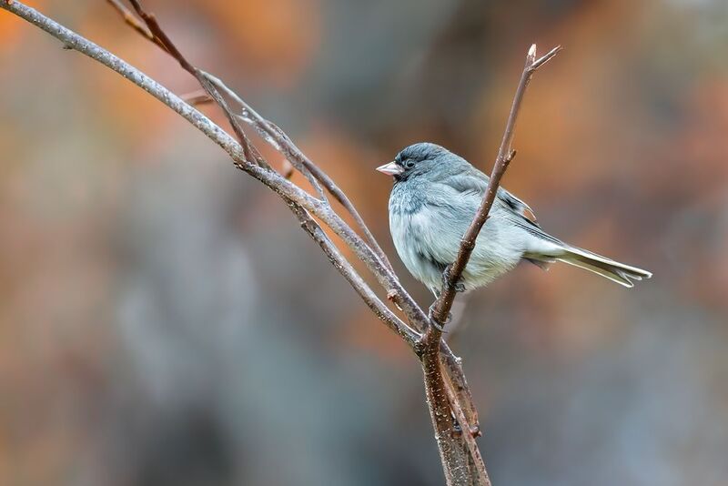 bird, junco, black eyed junco, autumn, fall, nature Autumn perch фото превью