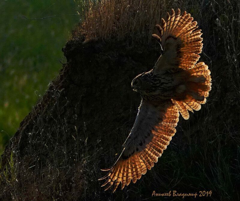 Рыжий веер фото превью