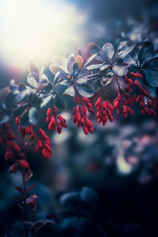 Барбарис фото превью