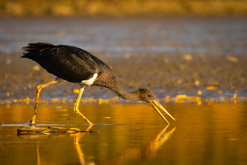 Black stork фото превью