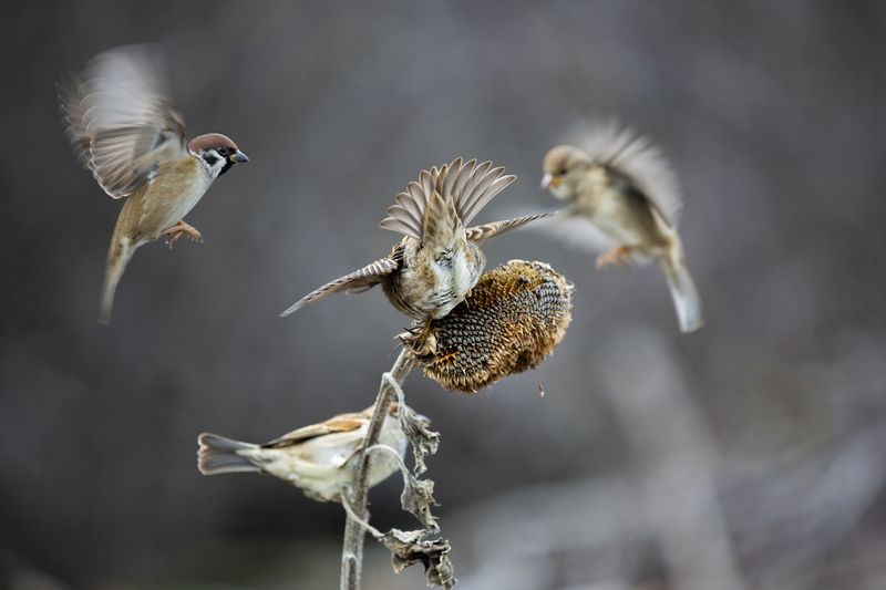 природа Ж...порву,но не отдам своё фото превью