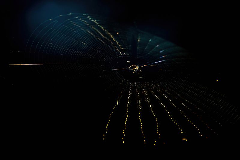 паутина Путеводные нити фото превью