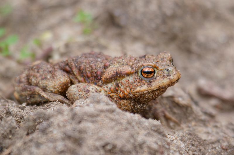 жаба, frog Доброе утро фото превью