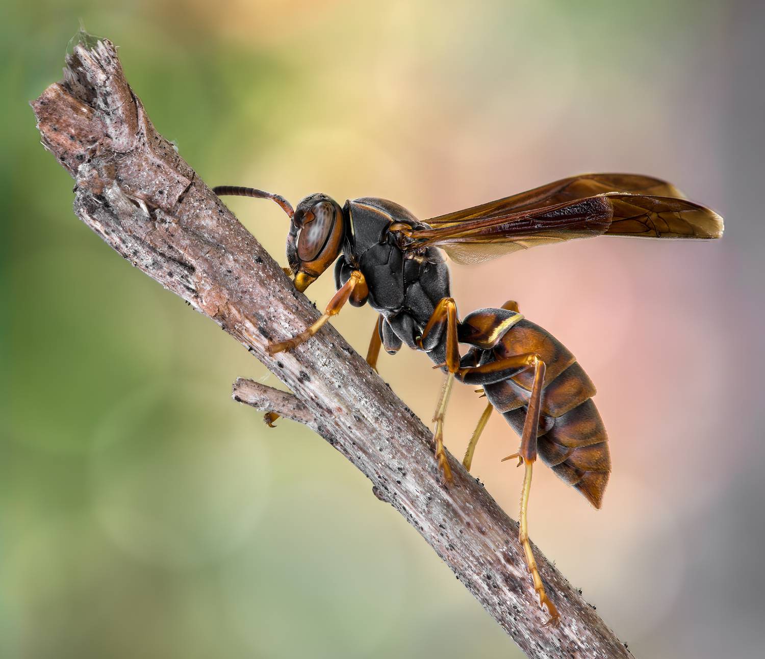 wasp, insect, macro, nature, wild, insects, bee,, Atul Saluja