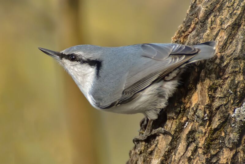 Поползень в Сибири фото превью