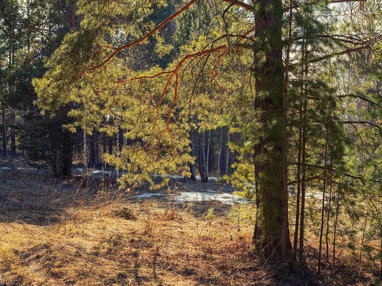 , Шустиков Дмитрий