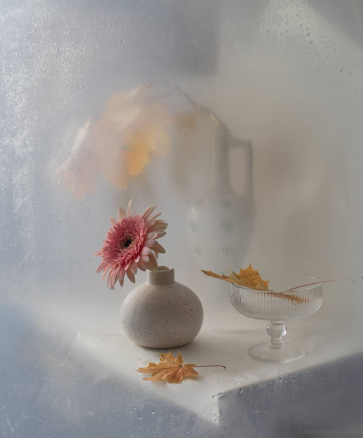 , Шипунова Ирина