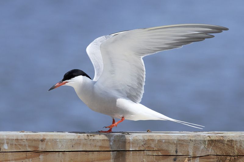 Бу! Речная крачка / Common Tern / Sterna hirundo фото превью