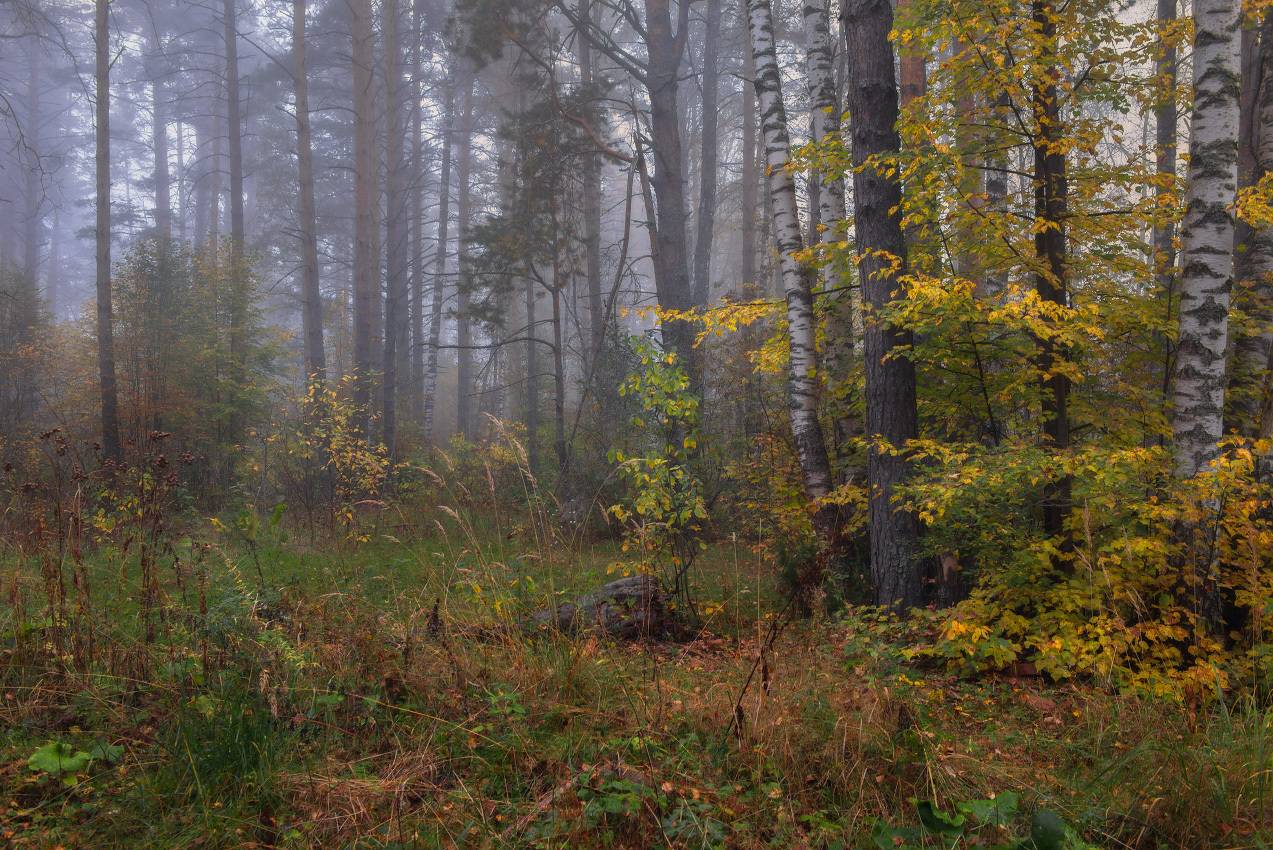 сентябрь утро туман лес серково, Алексеев Дмитрий