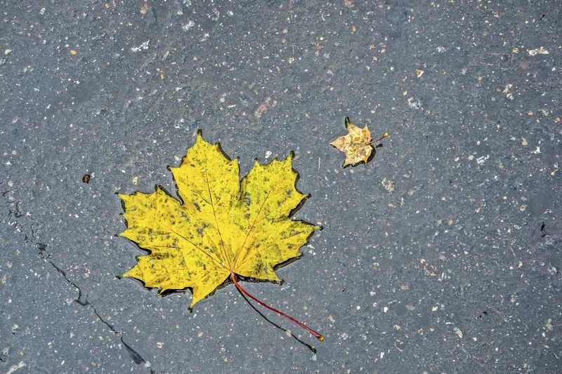 Безжалостная осень фото превью