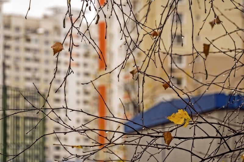 Дождливый день фото превью