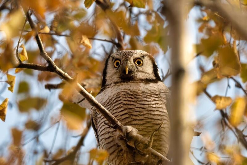 Со взором горящим фото превью
