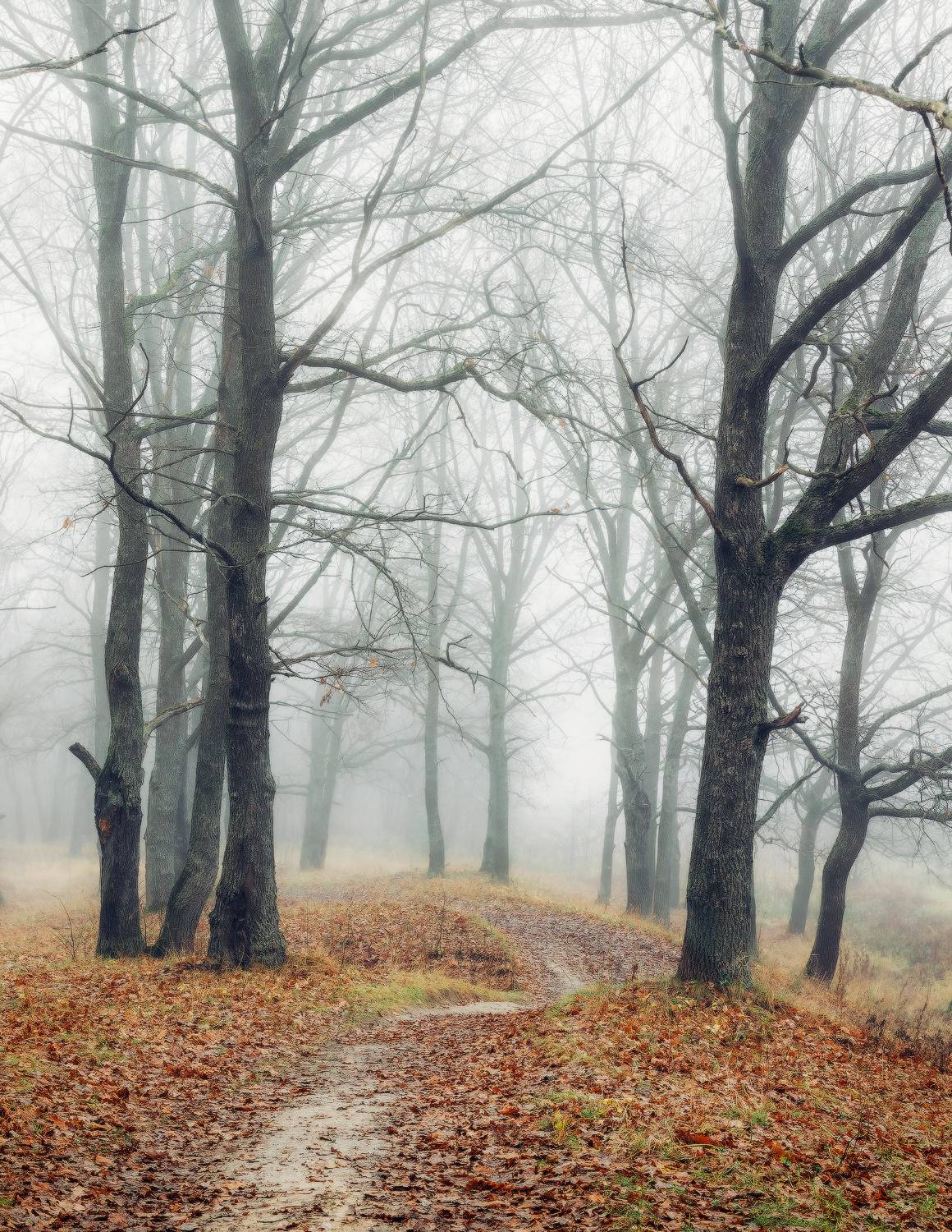 утро лес осень туман, Михаил Корнилов