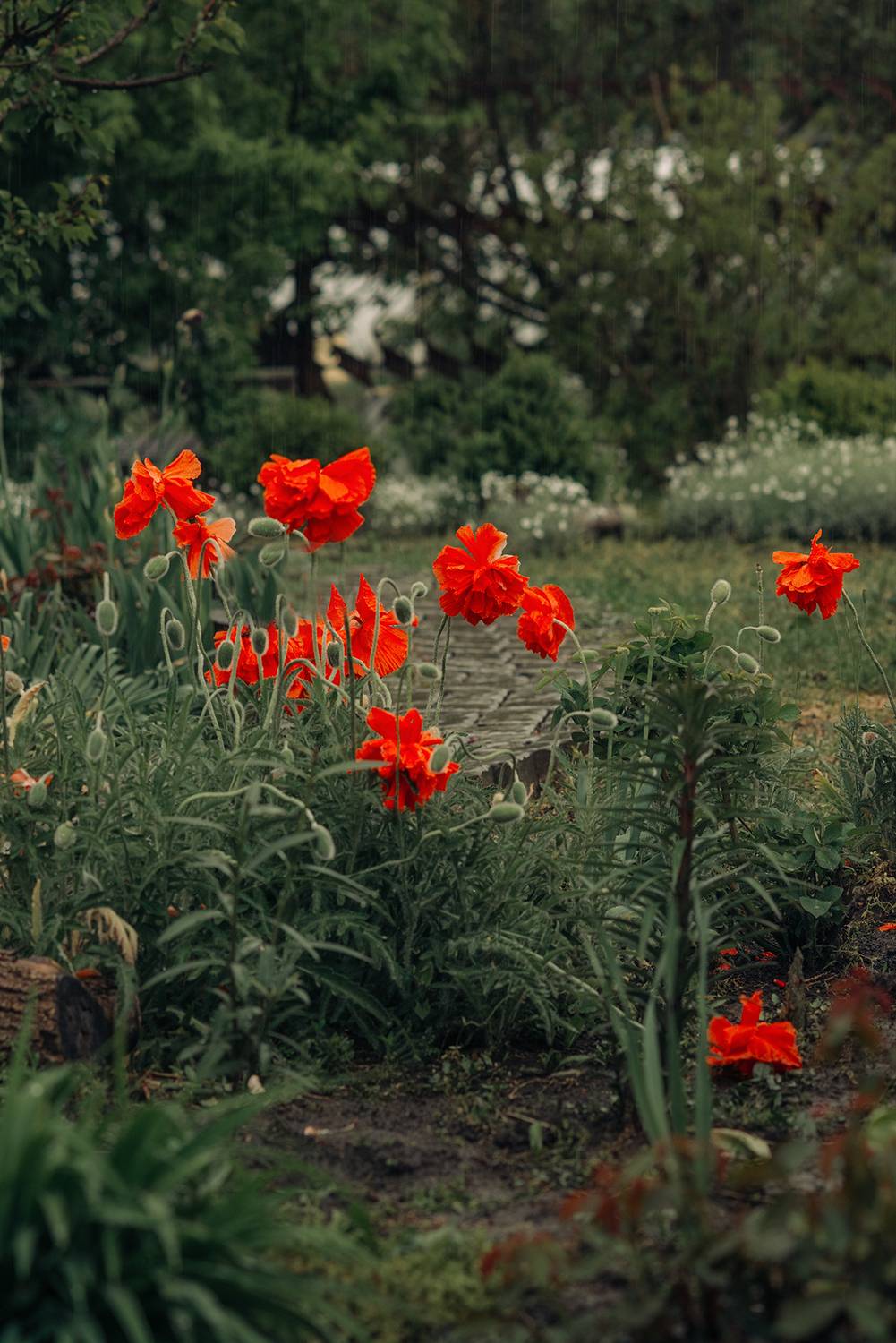 Маки дождь,  Мария