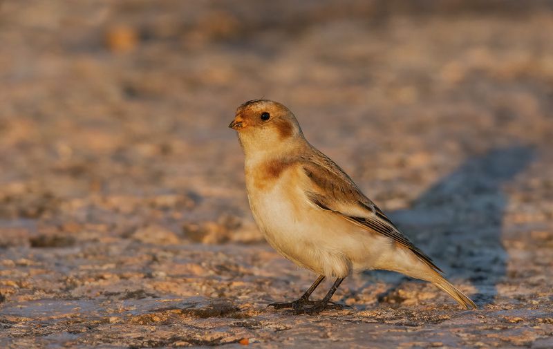 Арктический воробей Пуночка :) фото превью