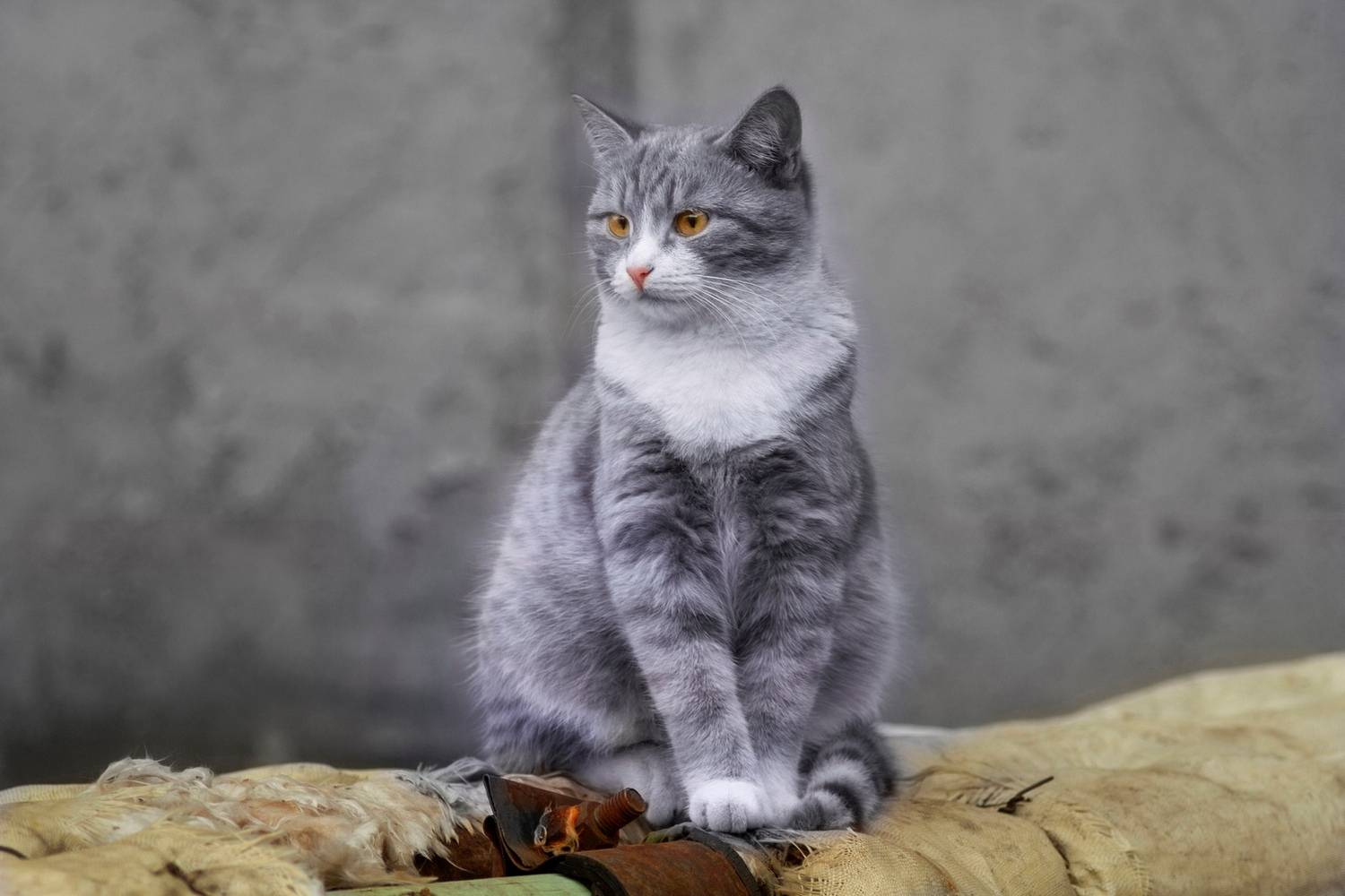 дворовый, кот, Александр Канцур