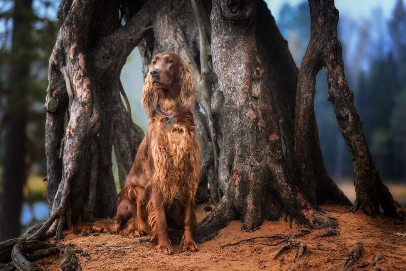 .... фото превью