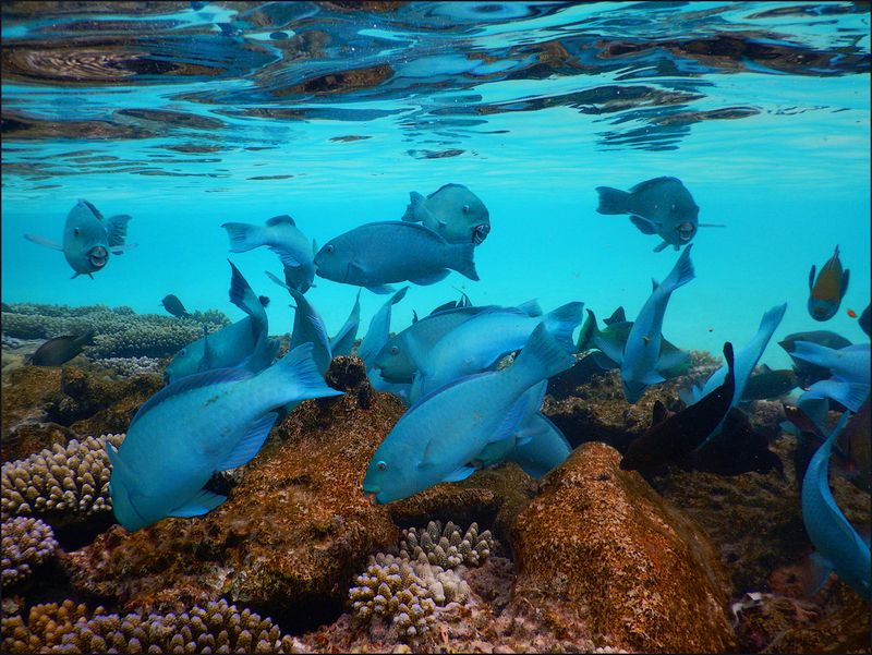 Blue fishes фото превью