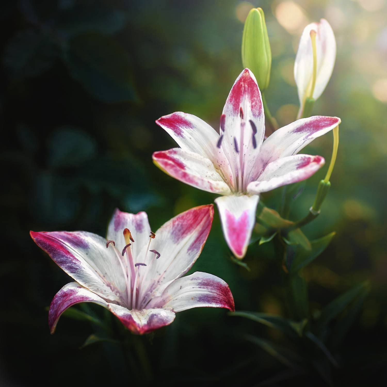 , Гуляев Алексей