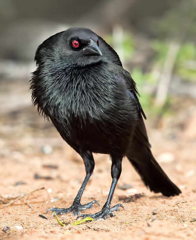 bronzed cowbird, красноглазый коровий трупиал,  трупиал, texas Bronzed Cowbird - Красноглазый коровий трупиал фото превью