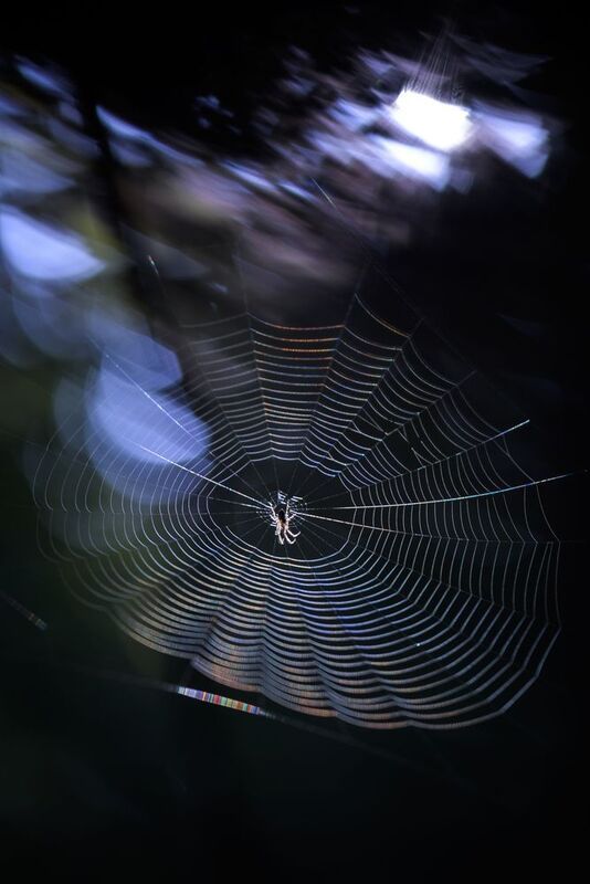 Паутинка, свет, еловый лес, осень, сентябрь, утро В лучах света фото превью