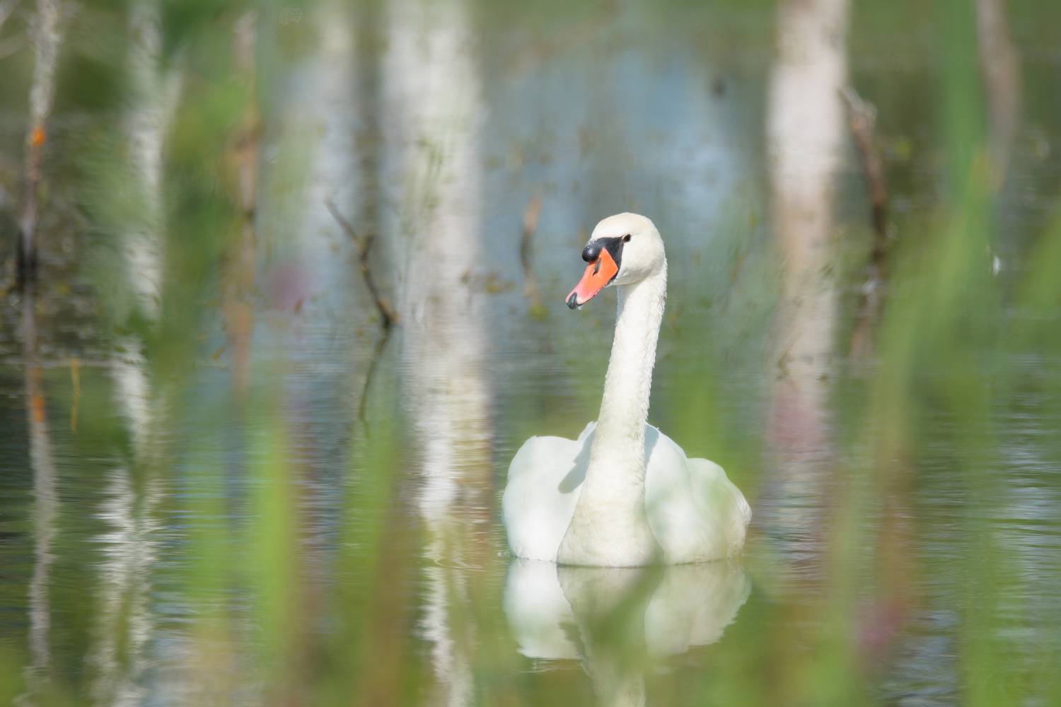 лебедь шипун, Лотошинский рыбхоз, Ксения Соварцева