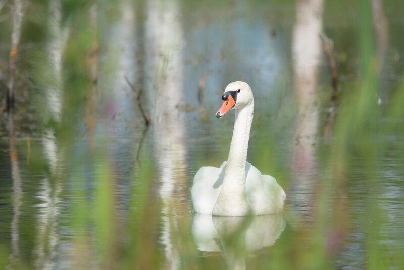 лебедь шипун, Лотошинский рыбхоз Тёплый август фото превью