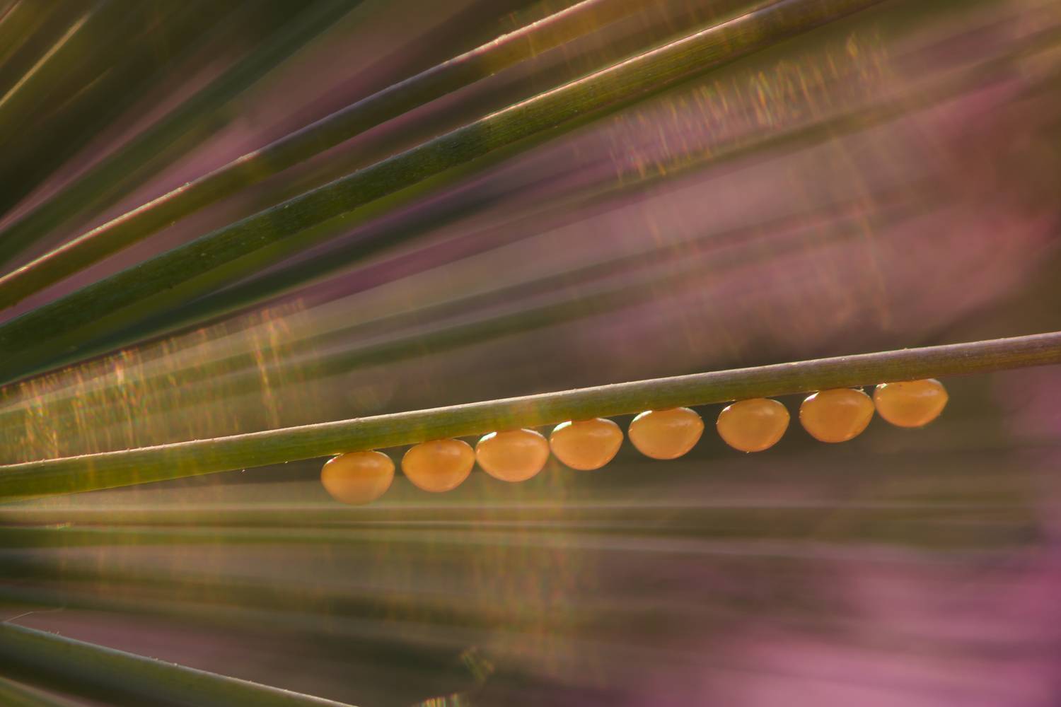 Яйца насекомых, Ксения Соварцева