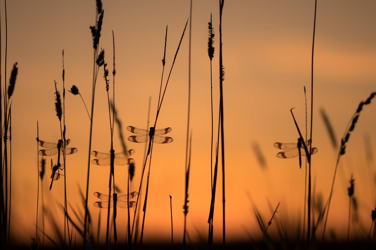 Перевязанные стрекозы, вечер, закат, Ксения Соварцева