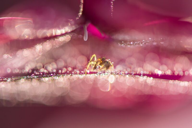 флокс, паутина, розовый, паучок, боке, блики, капельки Тайны розового шатра фото превью