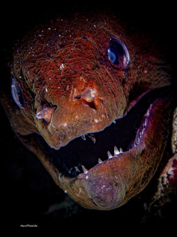 Happy Halloween !!! фото превью