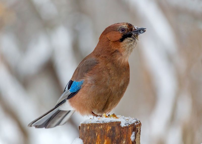 Городская сойка. фото превью