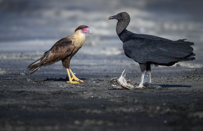 Crested Caracara & Black vulture фото превью