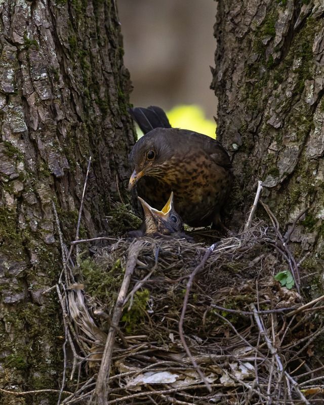 черный дрозд, дрозд, птицы, гнездо, птенцы, птенец Ты мне ничего не принесла покушать? фото превью