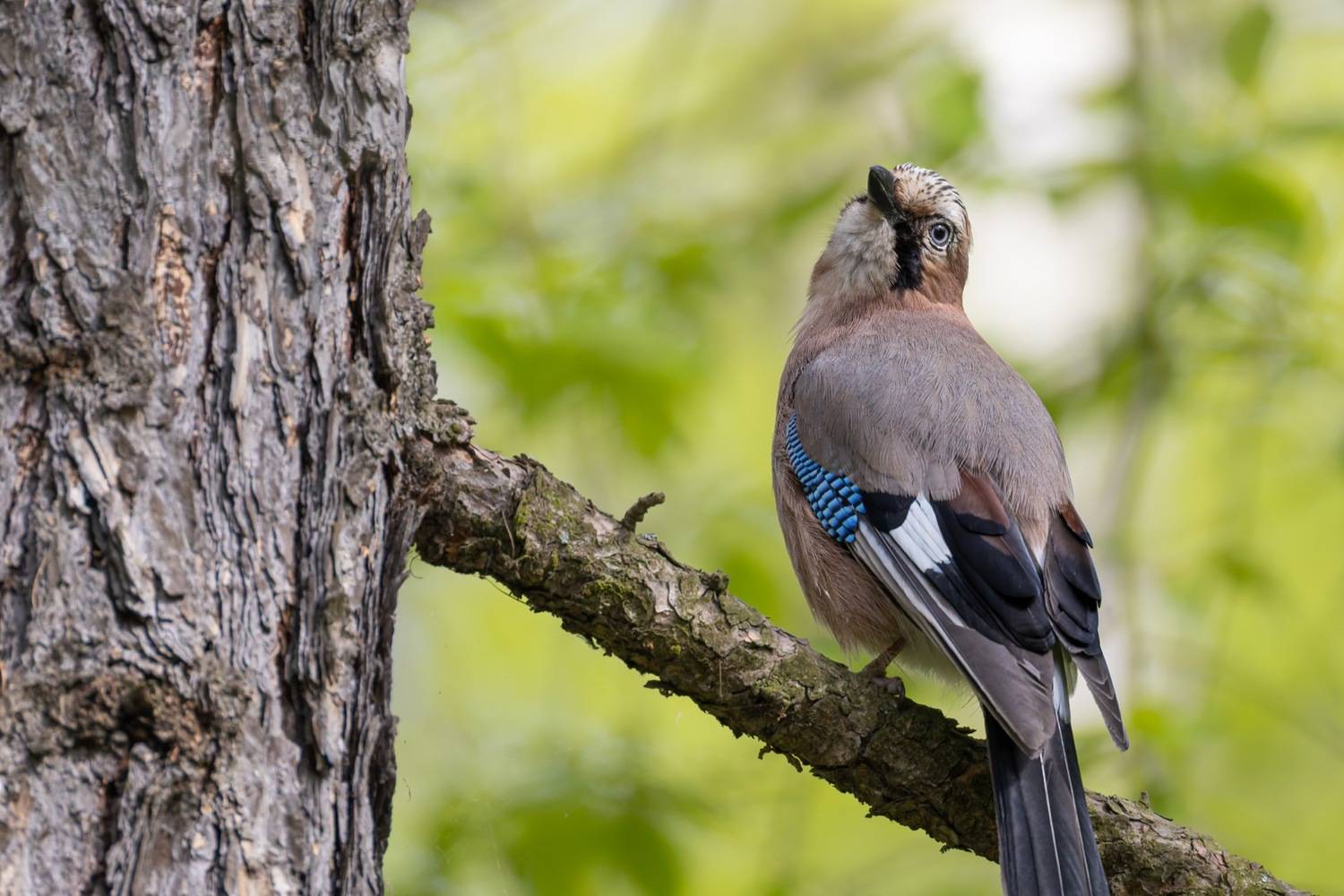 сойка, птицы, Ruslan Pl