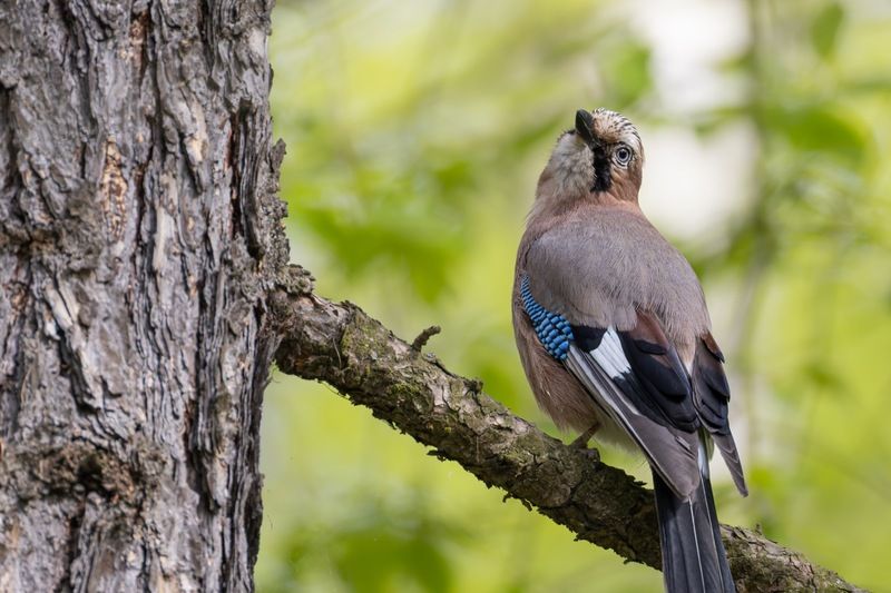 сойка, птицы  фото превью