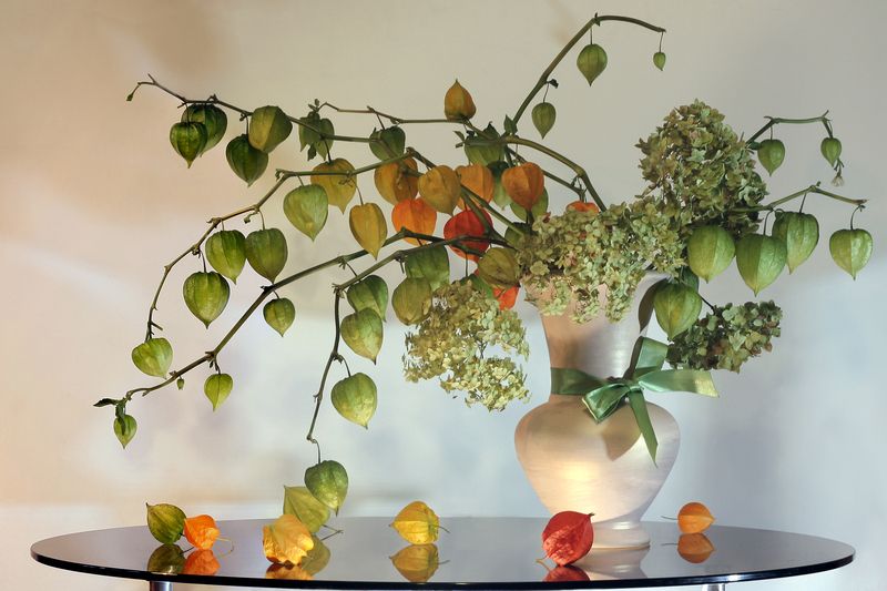 физалис, гортензия Сентябрьский зелёный натюрморт фото превью