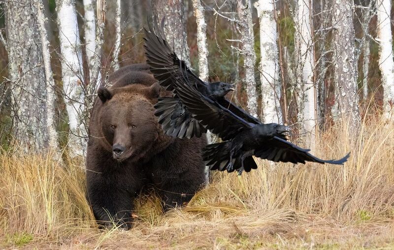 brown bear, bear, nature, wildlife, woods, canon Brown Bear фото превью