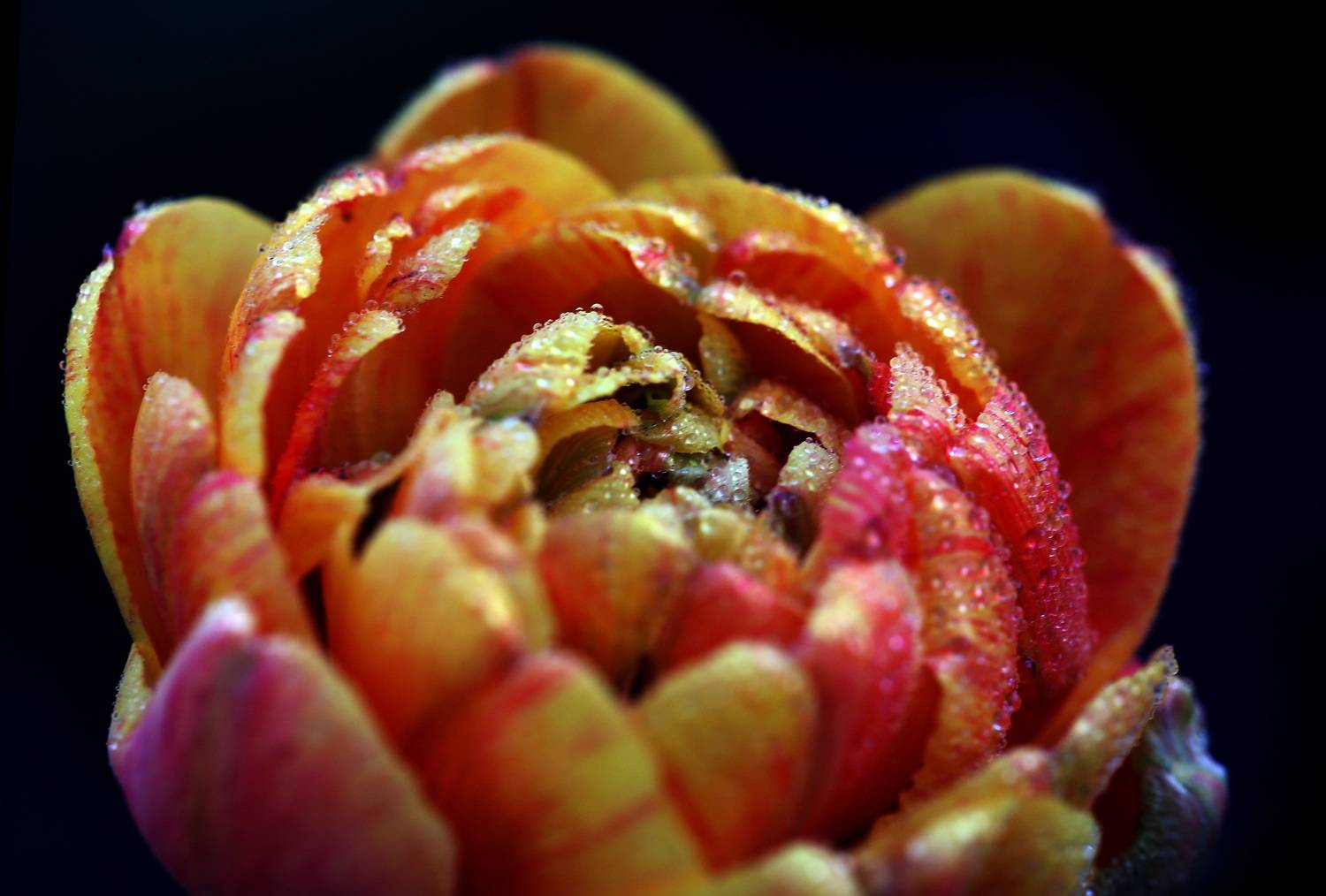 , Бибичков Михаил