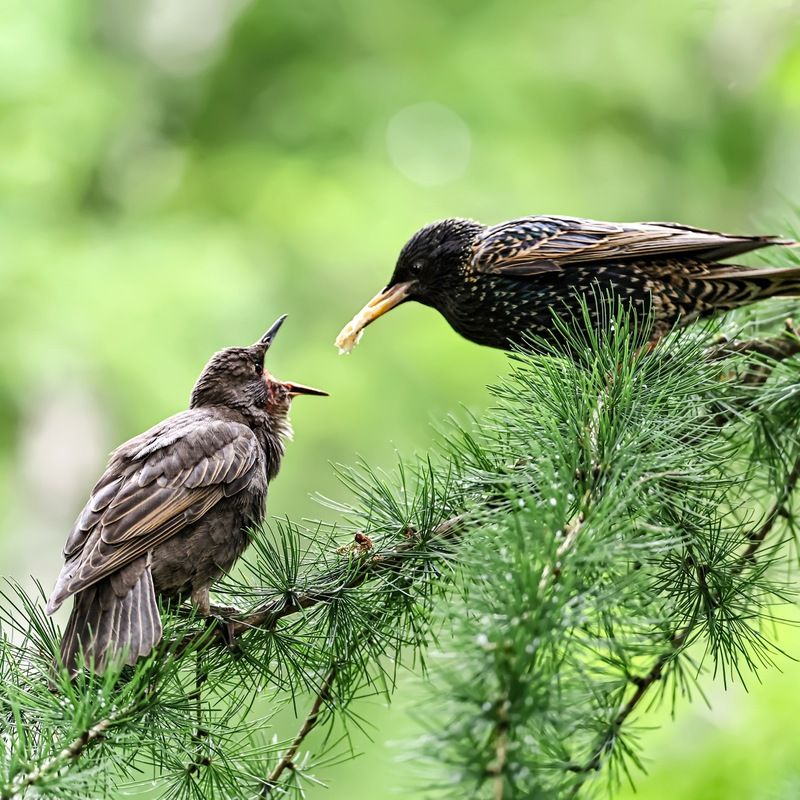 скворец, птенцы, птицы Ну корми же меня скорее! фото превью