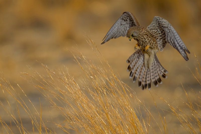 Common kestrel  фото превью